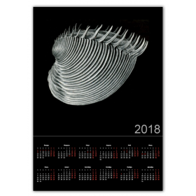 calendar_single_a2 с принтом Acephala Эрнста Геккеля в Рязани,  |  | 