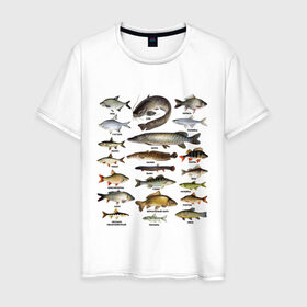 Мужская футболка хлопок с принтом Популярные виды рыб в Рязани, 100% хлопок | прямой крой, круглый вырез горловины, длина до линии бедер, слегка спущенное плечо. | рыба | рыбалка | рыбачить | туризм | туристические | туристу | улов