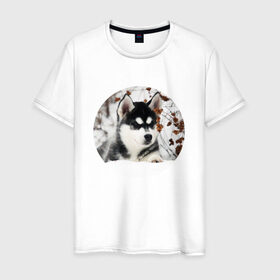 Мужская футболка хлопок с принтом Щенок хаски в Рязани, 100% хлопок | прямой крой, круглый вырез горловины, длина до линии бедер, слегка спущенное плечо. | dog | husky | собака | хаски | щенок