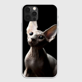 Чехол для iPhone 12 Pro с принтом Сфинкс в Рязани, силикон | область печати: задняя сторона чехла, без боковых панелей | домашняя | животное | кот | котэ | кошка | сфинкс