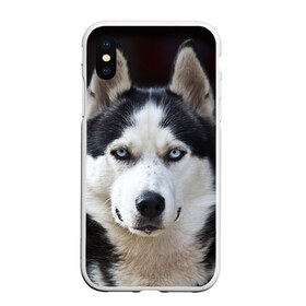Чехол для iPhone XS Max матовый с принтом Хаски в Рязани, Силикон | Область печати: задняя сторона чехла, без боковых панелей | бандит | животное | порода | собака | хаски | хаски бандит