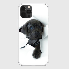 Чехол для iPhone 12 Pro с принтом щенок Кане Корсо в Рязани, силикон | область печати: задняя сторона чехла, без боковых панелей | animal | black | break | breed | dog | kid | paper | puppy | tear | torn | дог | животное | малыш | порода | прорыв | разрыв | рваная | собака | черный | щенок