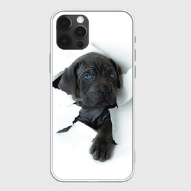 Чехол для iPhone 12 Pro Max с принтом щенок Кане Корсо в Рязани, Силикон |  | animal | black | break | breed | dog | kid | paper | puppy | tear | torn | дог | животное | малыш | порода | прорыв | разрыв | рваная | собака | черный | щенок