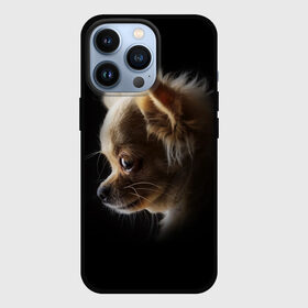 Чехол для iPhone 13 Pro с принтом Чихуахуа в Рязани,  |  | голова животного | прикольные картинки | собака | чихуахуа | щенок