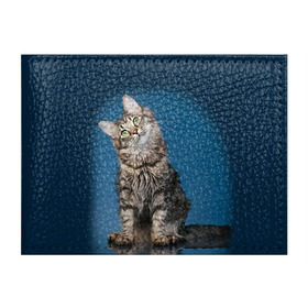 Обложка для студенческого билета с принтом Мейн-кун 2 в Рязани, натуральная кожа | Размер: 11*8 см; Печать на всей внешней стороне | Тематика изображения на принте: кот | котенок | котик | котэ | кошка | мейн кун | мейнкун | мэйн кун | мэйнкун