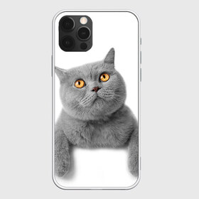Чехол для iPhone 12 Pro Max с принтом Британец 2 в Рязани, Силикон |  | британец | британская | британцы | кот | котенок | котик | котэ | кошка