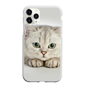 Чехол для iPhone 11 Pro Max матовый с принтом Британец 6 в Рязани, Силикон |  | Тематика изображения на принте: британец | британская | британцы | кот | котенок | котик | котэ | кошка