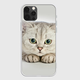 Чехол для iPhone 12 Pro Max с принтом Британец 6 в Рязани, Силикон |  | британец | британская | британцы | кот | котенок | котик | котэ | кошка