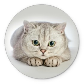 Коврик для мышки круглый с принтом Британец 6 в Рязани, резина и полиэстер | круглая форма, изображение наносится на всю лицевую часть | Тематика изображения на принте: британец | британская | британцы | кот | котенок | котик | котэ | кошка
