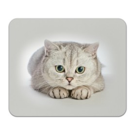 Коврик для мышки прямоугольный с принтом Британец 6 в Рязани, натуральный каучук | размер 230 х 185 мм; запечатка лицевой стороны | Тематика изображения на принте: британец | британская | британцы | кот | котенок | котик | котэ | кошка