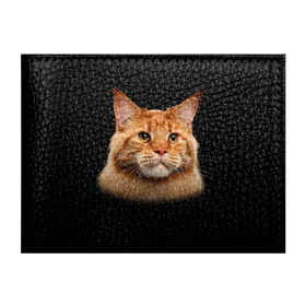 Обложка для студенческого билета с принтом Мейн-кун 6 в Рязани, натуральная кожа | Размер: 11*8 см; Печать на всей внешней стороне | Тематика изображения на принте: кот | котенок | котик | котэ | кошка | мейн кун | мейнкун | мэйн кун | мэйнкун
