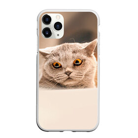 Чехол для iPhone 11 Pro матовый с принтом Британец 7 в Рязани, Силикон |  | Тематика изображения на принте: британец | британская | британцы | кот | котенок | котик | котэ | кошка