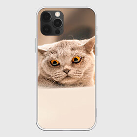 Чехол для iPhone 12 Pro Max с принтом Британец 7 в Рязани, Силикон |  | британец | британская | британцы | кот | котенок | котик | котэ | кошка