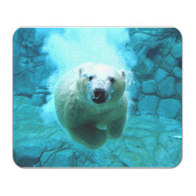 Коврик прямоугольный с принтом медведь в Рязани, натуральный каучук | размер 230 х 185 мм; запечатка лицевой стороны | медведь | пловец