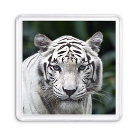 Магнит 55*55 с принтом Белый тигр в Рязани, Пластик | Размер: 65*65 мм; Размер печати: 55*55 мм | animal | jungle | look | predator | tiger | white | wild | белый | взгляд | джунгли | дикий | животное | тигр | хищник