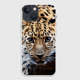 Чехол для iPhone 13 mini с принтом Леопард в Рязани,  |  | взгляд | глаза | дикая кошка | леопард | хищник