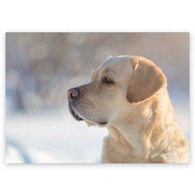 Поздравительная открытка с принтом Лабрадор в Рязани, 100% бумага | плотность бумаги 280 г/м2, матовая, на обратной стороне линовка и место для марки
 | далматин | далматинец | дворняга | лабрадор | любимец | овчарка | пес | питомец | самоед | собака | собачка | щенок
