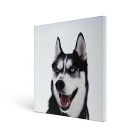 Холст квадратный с принтом Сибирский хаски в Рязани, 100% ПВХ |  | Тематика изображения на принте: взгляд | голубые глаза | зима | сибирь | снег | собака | хаски | хаски бандит | холод