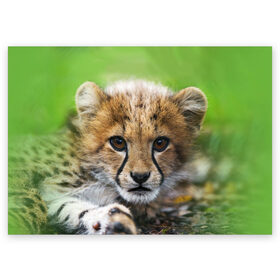Поздравительная открытка с принтом Котёнок гепарда в Рязани, 100% бумага | плотность бумаги 280 г/м2, матовая, на обратной стороне линовка и место для марки
 | Тематика изображения на принте: гепард | дикая кошка | котёнок | кошка | лев | природа | тигр | хищник | ягуар