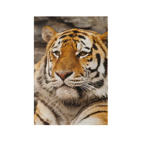 Обложка для паспорта матовая кожа с принтом Тигр в Рязани, натуральная матовая кожа | размер 19,3 х 13,7 см; прозрачные пластиковые крепления | Тематика изображения на принте: амурский | животные | киса | кот | котенок | кошка | пума | рысь | серый | тигр | хищник