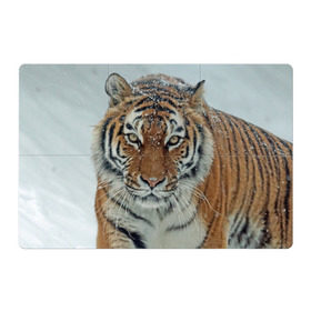 Магнитный плакат 3Х2 с принтом Тигр в Рязани, Полимерный материал с магнитным слоем | 6 деталей размером 9*9 см | амурский | животные | зверь | киса | кот | котенок | кошка | тигр | хищник