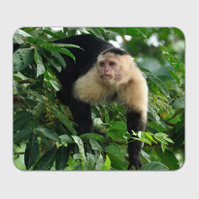 Коврик прямоугольный с принтом Обезьянка в джунглях в Рязани, натуральный каучук | размер 230 х 185 мм; запечатка лицевой стороны | бабуин | гамадрил | гиббон | горилла | гуманоид | дарвин | животное | зоопарк | кинг конг | мартышка | маугли | обезьяна | орангутанг | предок | примат | рожа | хомо сапиенс | шимпанзе