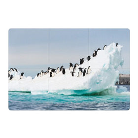 Магнитный плакат 3Х2 с принтом Пингвины на айсберге в Рязани, Полимерный материал с магнитным слоем | 6 деталей размером 9*9 см | айсберг | антарктида | антарктика | арктика | буревестник | глупый | императорский | клюв | королевский | крылья | ласты | лёд | линукс | океан | пилигрим | полюс | птица | север | снег | умка | фрак