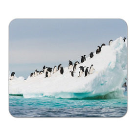 Коврик прямоугольный с принтом Пингвины на айсберге в Рязани, натуральный каучук | размер 230 х 185 мм; запечатка лицевой стороны | айсберг | антарктида | антарктика | арктика | буревестник | глупый | императорский | клюв | королевский | крылья | ласты | лёд | линукс | океан | пилигрим | полюс | птица | север | снег | умка | фрак
