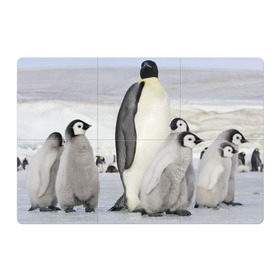 Магнитный плакат 3Х2 с принтом Пингвин и пингвинята в Рязани, Полимерный материал с магнитным слоем | 6 деталей размером 9*9 см | айсберг | антарктида | антарктика | арктика | буревестник | глупый | императорский | клюв | королевский | крылья | ласты | лёд | линукс | океан | пилигрим | полюс | птица | север | снег | умка | фрак