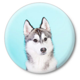 Значок с принтом Blue в Рязани,  металл | круглая форма, металлическая застежка в виде булавки | dog | бандит | пес | собака | хаски | хаски бандит | щеночек