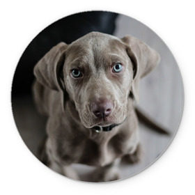 Коврик круглый с принтом Puppy в Рязани, резина и полиэстер | круглая форма, изображение наносится на всю лицевую часть | dog | веймаранер | пес | собака | щеночек