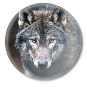 Значок с принтом Серый волк в Рязани,  металл | круглая форма, металлическая застежка в виде булавки | Тематика изображения на принте: аука | бирюк | волк | волчара | волчица | волчок | глаза | животное | животные | зверь | зеленые | койот | лес | млекопитающее | природа | санитар леса | серый | уши | фауна | хищник | черный | шакал