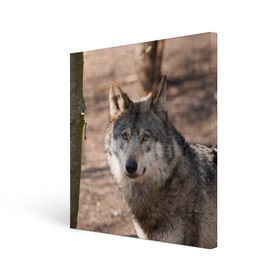 Холст квадратный с принтом Серый волк в Рязани, 100% ПВХ |  | аука | бирюк | волк | волчара | волчица | волчок | глаза | животное | животные | зверь | зеленые | койот | лес | млекопитающее | природа | санитар леса | серый | уши | фауна | хищник | черный | шакал