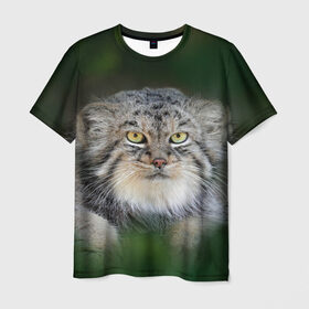 Мужская футболка 3D с принтом Манул в Рязани, 100% полиэфир | прямой крой, круглый вырез горловины, длина до линии бедер | всеядный | детеныш | дикие | животные | звери | зверята | кот | манул | медведь | хищник