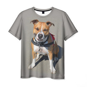 Мужская футболка 3D с принтом Стаффордшир в Рязани, 100% полиэфир | прямой крой, круглый вырез горловины, длина до линии бедер | животные | пес | питбуль | природа | собака | стафф | стаффордшир | стаффордширский терьер