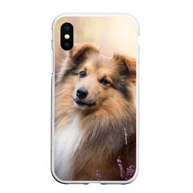 Чехол для iPhone XS Max матовый с принтом Шелти в Рязани, Силикон | Область печати: задняя сторона чехла, без боковых панелей | dog | взгляд | колли | собака