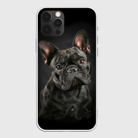 Чехол для iPhone 12 Pro Max с принтом Французский бульдог в Рязани, Силикон |  | animal | background | beast | black | breed | bulldog | cool | cute | dog | ears | french | jaw | look | muzzle | portrait | wool | бульдог | взгляд | животное | зверь | милый | пёс | порода | портрет | прикольно | псина | собака | уши | фон | фра