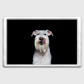 Магнит 45*70 с принтом Белый шнауцер в Рязани, Пластик | Размер: 78*52 мм; Размер печати: 70*45 | Тематика изображения на принте: animal | background | beast | black | breed | cool | cute | dog | ears | fangs | jaw | look | muzzle | portrait | tongue | white | wool | белый | взгляд | животное | зверь | клыки | милый | пёс | порода | портрет | прикольно | псина | собака | уши