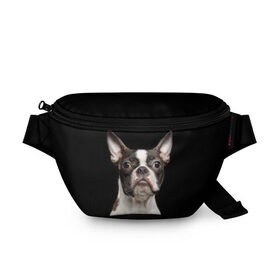 Поясная сумка 3D с принтом Бостонский терьер в Рязани, 100% полиэстер | плотная ткань, ремень с регулируемой длиной, внутри несколько карманов для мелочей, основное отделение и карман с обратной стороны сумки застегиваются на молнию | animal | background | beast | black | boston | breed | color | cool | cute | dog | ears | jaw | look | muzzle | pet | portrait | terrier | white | wool | белый | бостон | взгляд | животное | зверь | милый | пёс | питомец | порода | портрет | прико