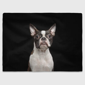 Плед 3D с принтом Бостонский терьер в Рязани, 100% полиэстер | закругленные углы, все края обработаны. Ткань не мнется и не растягивается | animal | background | beast | black | boston | breed | color | cool | cute | dog | ears | jaw | look | muzzle | pet | portrait | terrier | white | wool | белый | бостон | взгляд | животное | зверь | милый | пёс | питомец | порода | портрет | прико