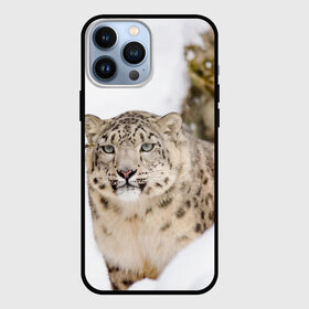 Чехол для iPhone 13 Pro Max с принтом Ирбис в Рязани,  |  | Тематика изображения на принте: snow leopard | барс | барсы | животное | животные | звери | зверь | зима | зимы | ирбис | киски | кот | коты | кошачьи | кошка | кошки | мохнатые | мохнатый | пятнистые | пятнистый | снег | снежный