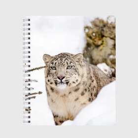 Тетрадь с принтом Ирбис в Рязани, 100% бумага | 48 листов, плотность листов — 60 г/м2, плотность картонной обложки — 250 г/м2. Листы скреплены сбоку удобной пружинной спиралью. Уголки страниц и обложки скругленные. Цвет линий — светло-серый
 | Тематика изображения на принте: snow leopard | барс | барсы | животное | животные | звери | зверь | зима | зимы | ирбис | киски | кот | коты | кошачьи | кошка | кошки | мохнатые | мохнатый | пятнистые | пятнистый | снег | снежный