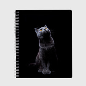 Тетрадь с принтом Кот Британец в Рязани, 100% бумага | 48 листов, плотность листов — 60 г/м2, плотность картонной обложки — 250 г/м2. Листы скреплены сбоку удобной пружинной спиралью. Уголки страниц и обложки скругленные. Цвет линий — светло-серый
 | animal | animals | beast | black | cat | kitten | британец | британка | животное | животные | зверек | зверь | кот | котейка | котенок | котики | котэ | кошка | кошки | черная