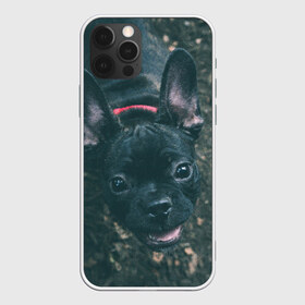 Чехол для iPhone 12 Pro Max с принтом Бульдог морда собакена черного в Рязани, Силикон |  | Тематика изображения на принте: бульдог | гав | глаза | любимец | любителю животных | ошейник | пес | песель | песик | питомец | псина | псинка | собака | собакен | собачка | собачник | уши | черный | язык