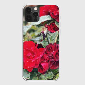 Чехол для iPhone 12 Pro Max с принтом Red Roses в Рязани, Силикон |  | Тематика изображения на принте: bush | floral | flower | garden | green | nature | red roses | бутоны | красная роза | куст | листья | природа | роза | сад | цветение | цветок | цветы