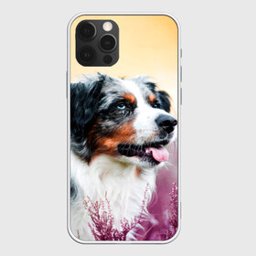 Чехол для iPhone 12 Pro Max с принтом Австралийская Овчарка в Рязани, Силикон |  | Тематика изображения на принте: dog | австралийская | животные | овчарка | пес | природа | собака | собаки | собакчка | собачки