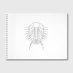 Альбом для рисования с принтом трилобит агрессивный в Рязани, 100% бумага
 | матовая бумага, плотность 200 мг. | Тематика изображения на принте: агрессия | доисторические животные | жуткие животные | насекомые | палеонтология | трилобиты
