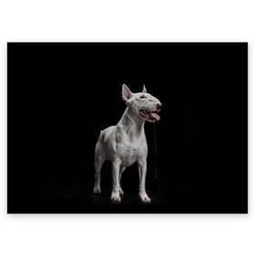 Поздравительная открытка с принтом Bully в Рязани, 100% бумага | плотность бумаги 280 г/м2, матовая, на обратной стороне линовка и место для марки
 | bull terrier | dog | ears | eyes | fangs | jaw | muzzle | paws | saliva | tongue | бультерьер | глаза | клыки | лапы | нос | пасть | слюна | собака | уши | язык