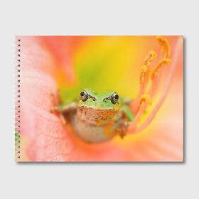 Альбом для рисования с принтом лягушка в цветке мило в Рязани, 100% бумага
 | матовая бумага, плотность 200 мг. | жаба | жабка | земноводное | ква | квакуха | лягушенок | лягушка | макро | мило | природа | пыльца | цветок
