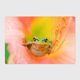 Магнитный плакат 3Х2 с принтом лягушка в цветке мило в Рязани, Полимерный материал с магнитным слоем | 6 деталей размером 9*9 см | жаба | жабка | земноводное | ква | квакуха | лягушенок | лягушка | макро | мило | природа | пыльца | цветок